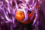 orange and white clown fish on purple and white plant