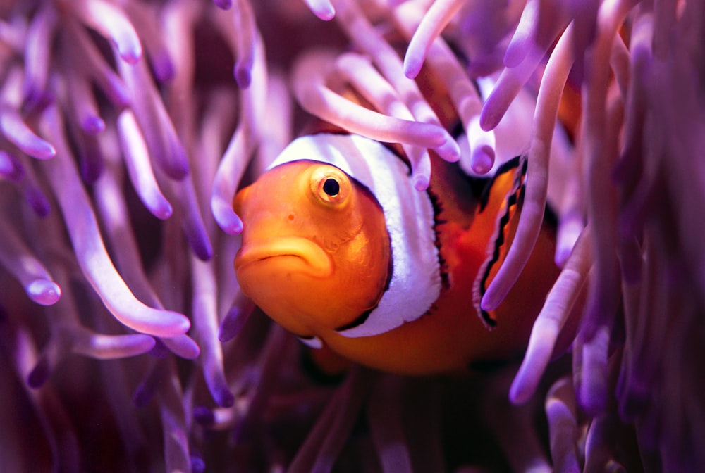 peixe palhaço laranja e branco na planta roxa e branca