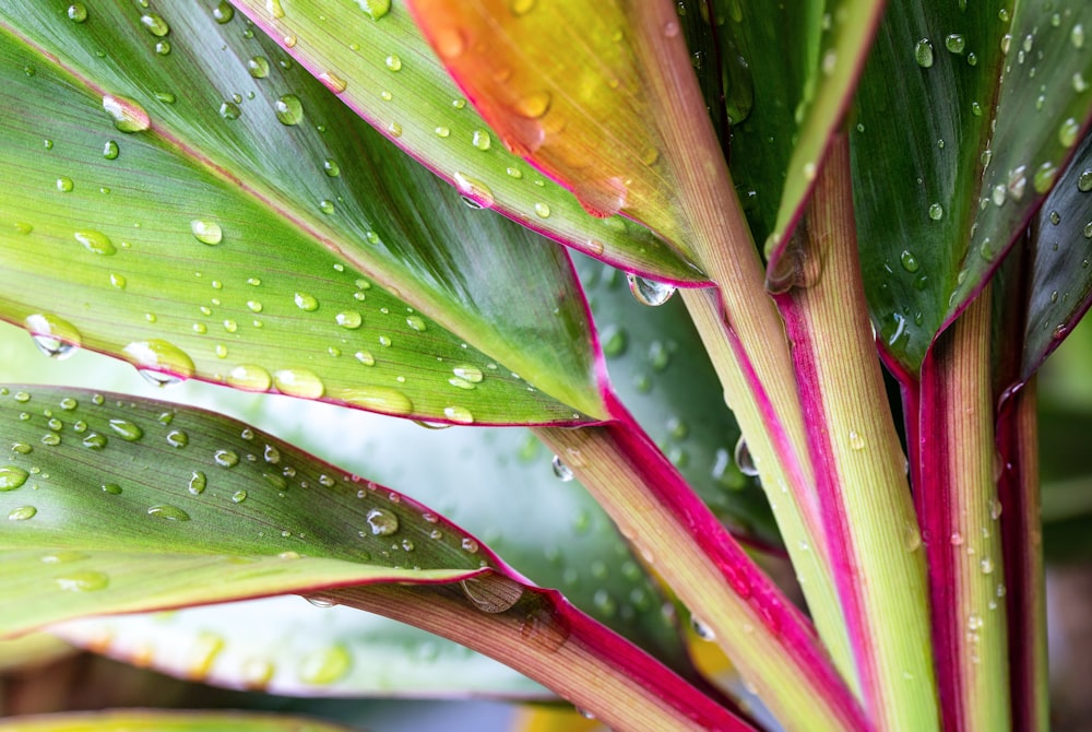 a close up of a plant with drops of water on it