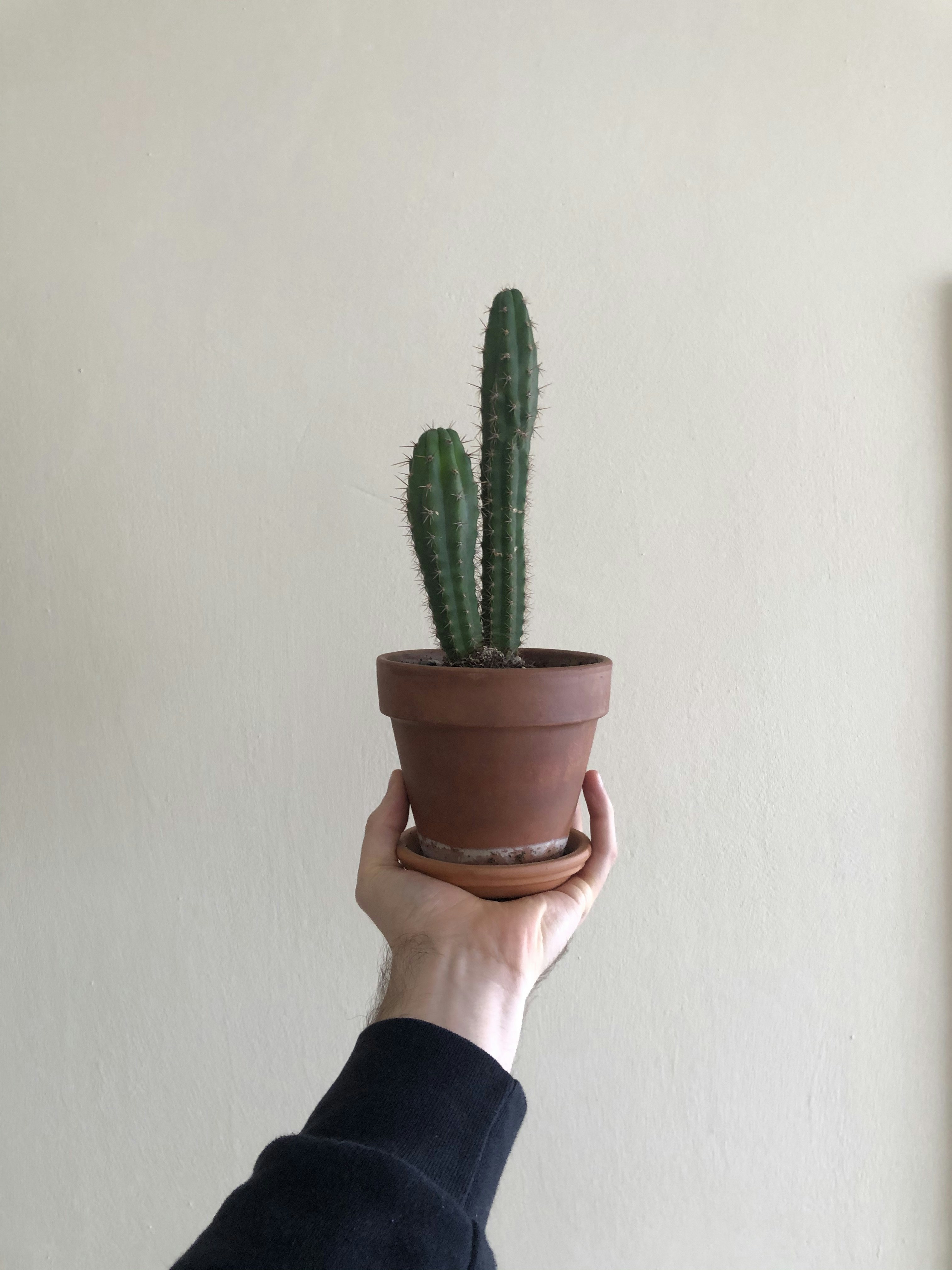 person holding green cactus plant
