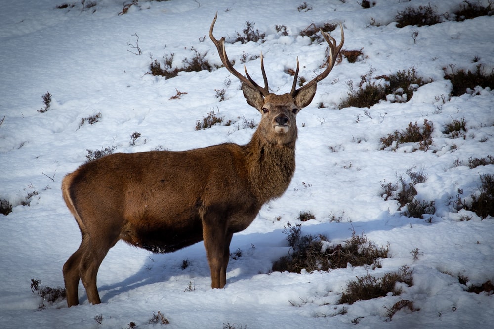 brown deer on snow covered ground during daytime