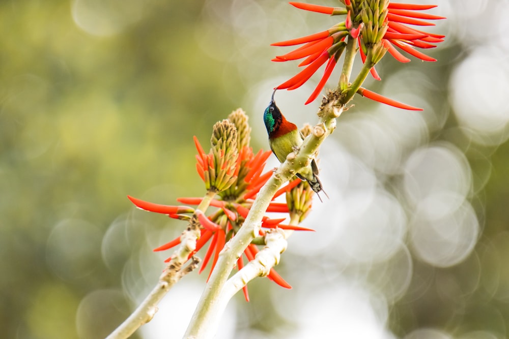 red and black bird on red flower