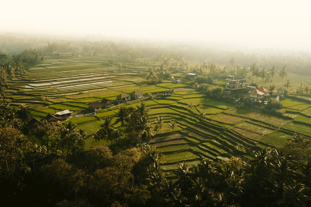 green grass field during daytime