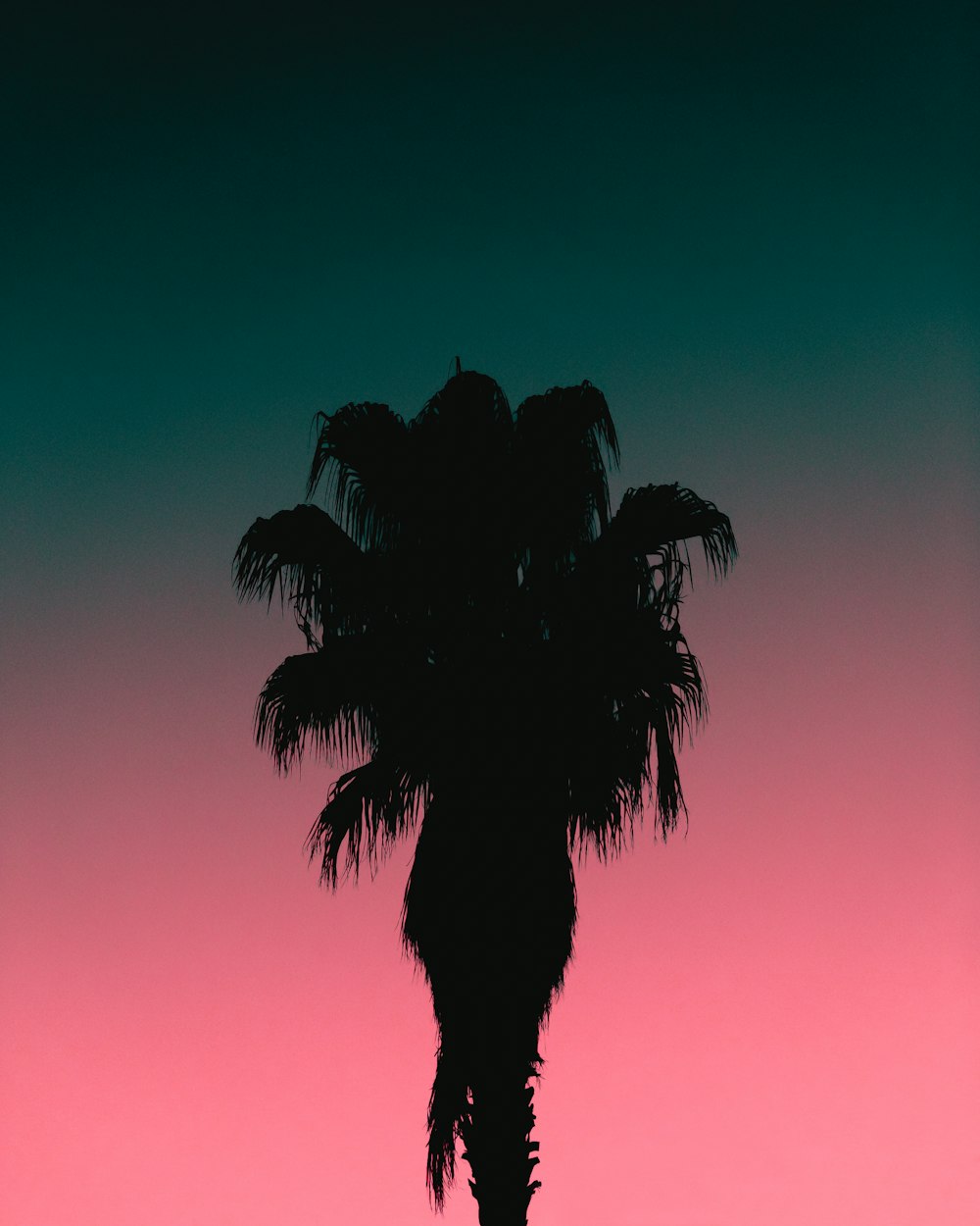 silhouette of palm tree during sunset