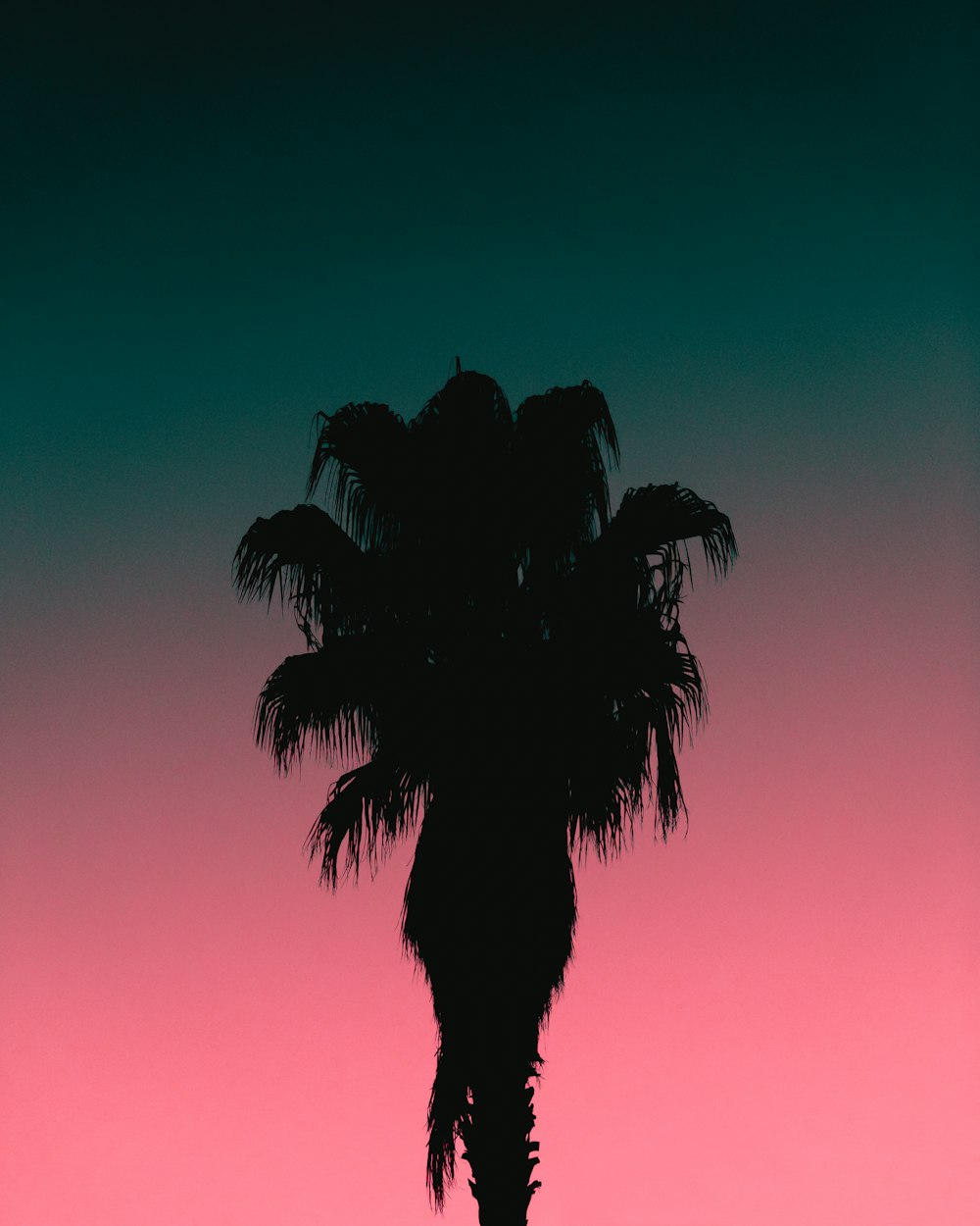 silhouette de palmier au coucher du soleil