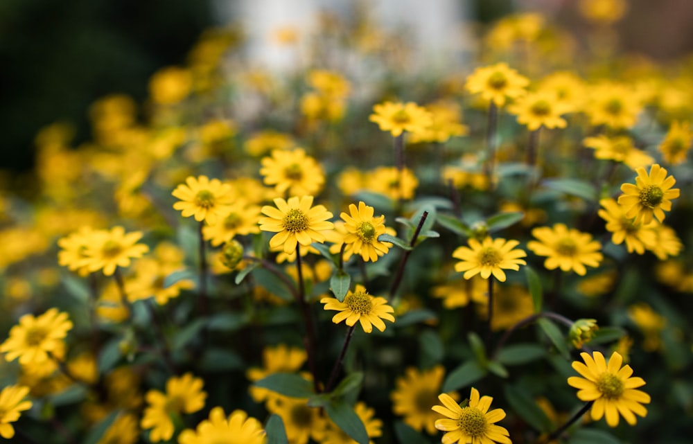 yellow flowers in tilt shift lens