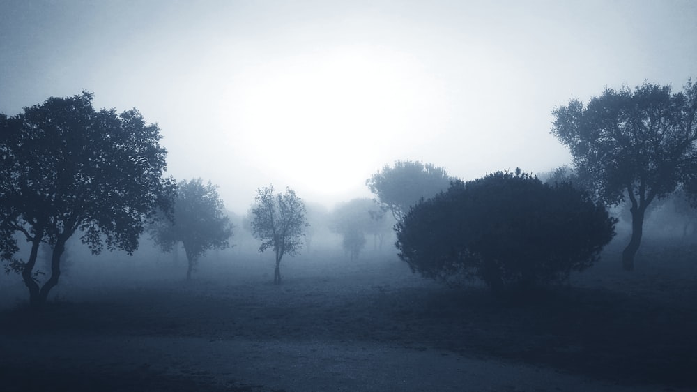 green trees under white sky during daytime