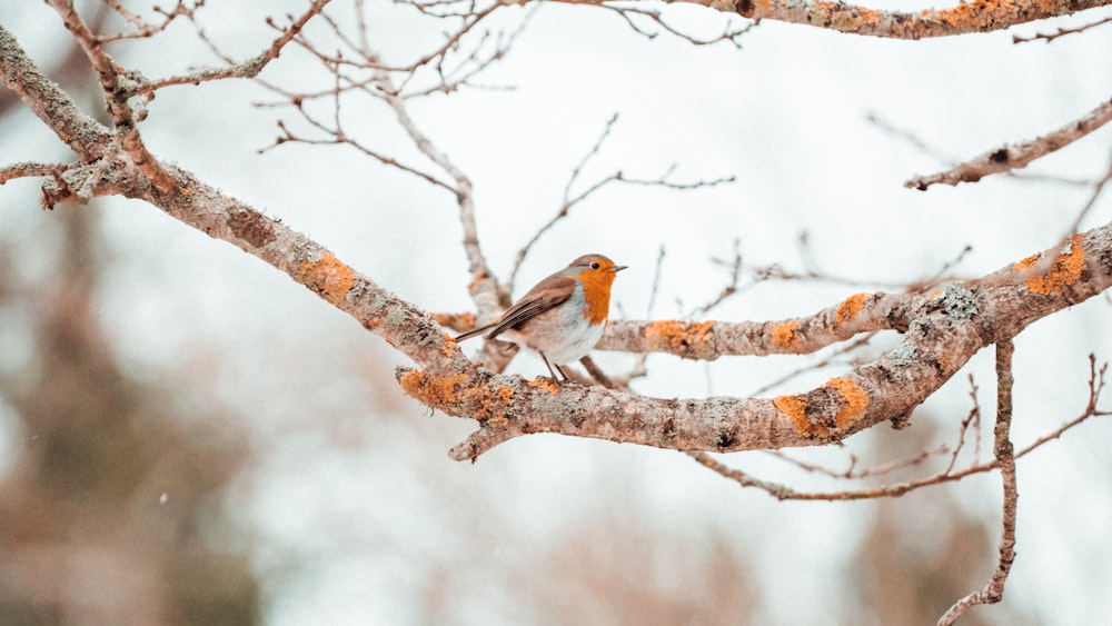 brown and white bird on brown tree branch during daytime