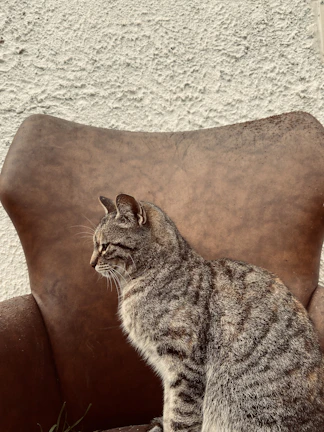 A charming tabby cat wearing a cozy handmade sweater, perched on a rustic wooden chair near a window.