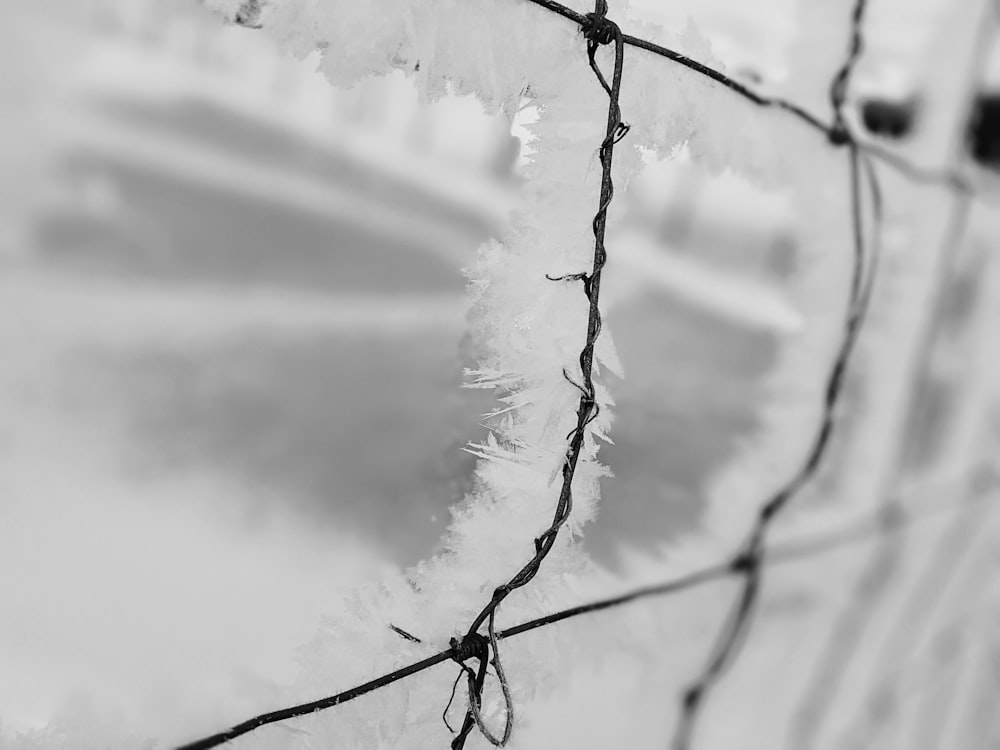 grayscale photo of snow covered tree branch