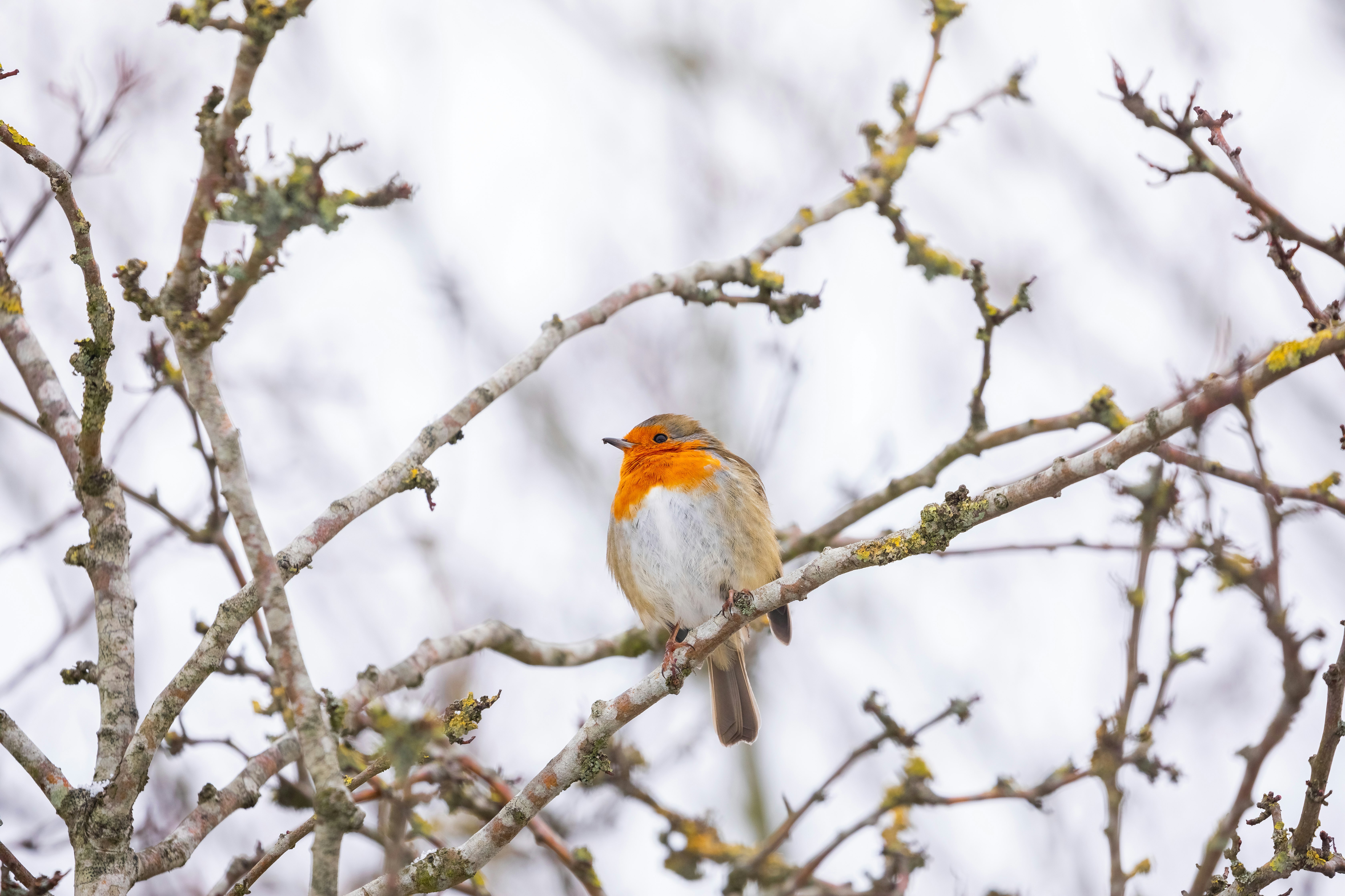 white and brown bird on tree branch