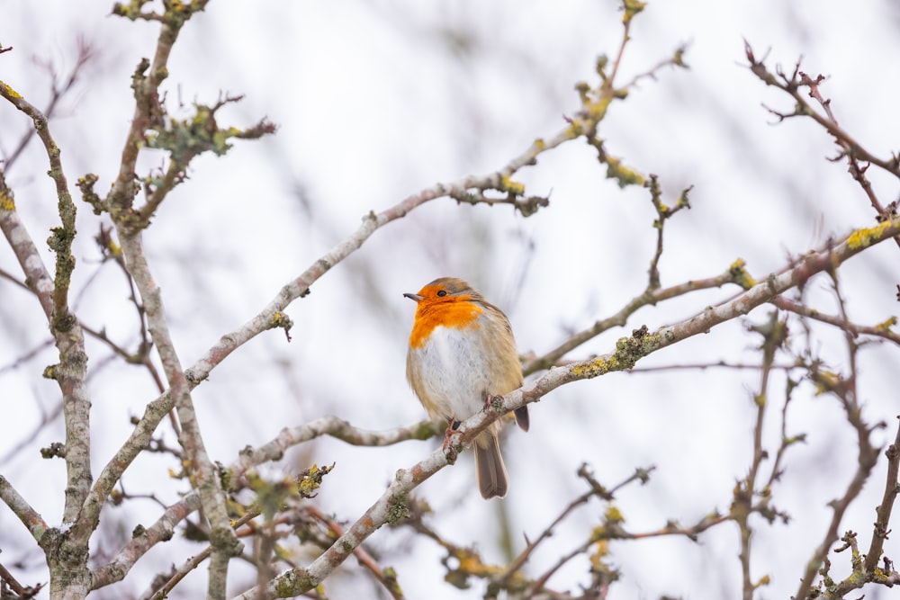 pájaro blanco y marrón en la rama de un árbol