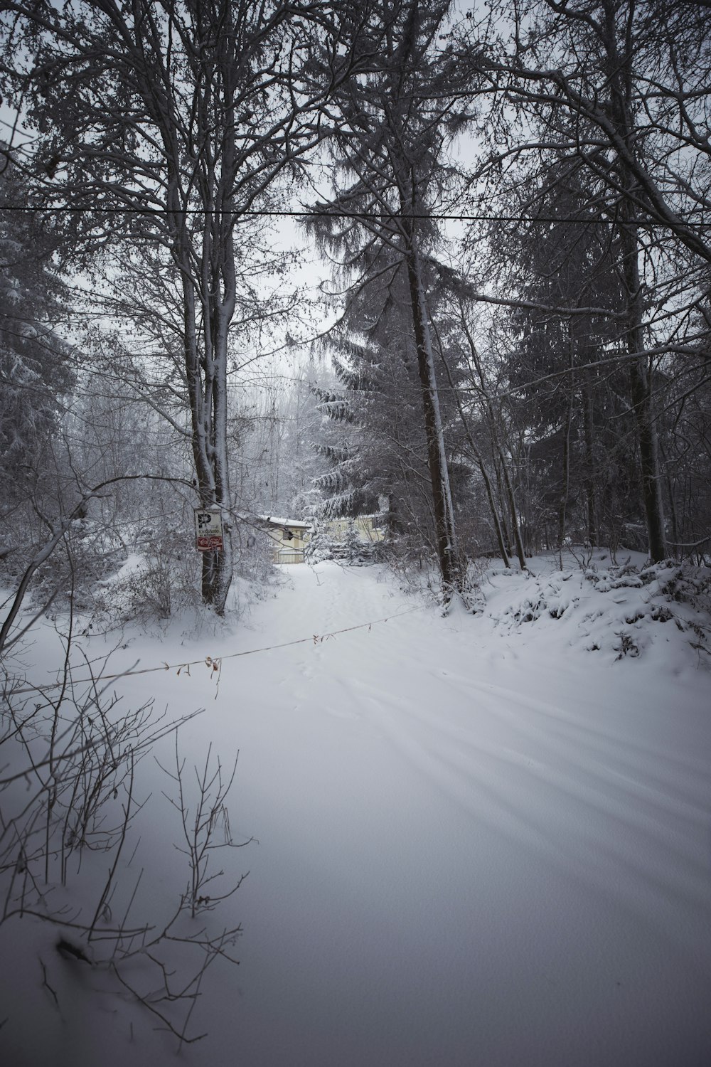 snow covered road between bare trees during daytime