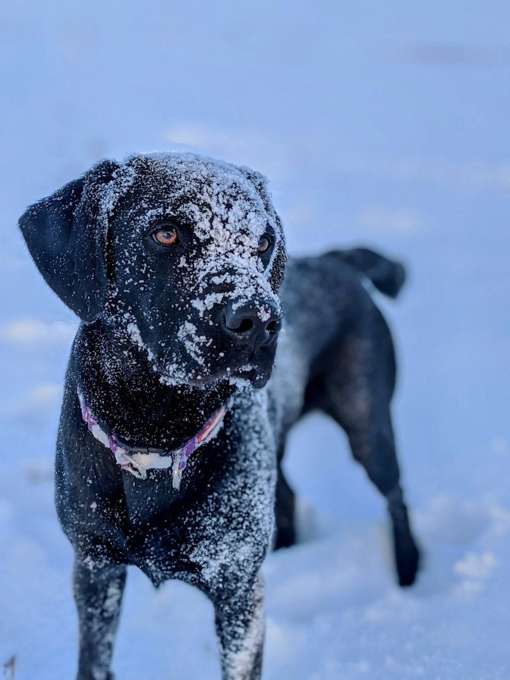 black short coated dog on snow covered ground during daytime