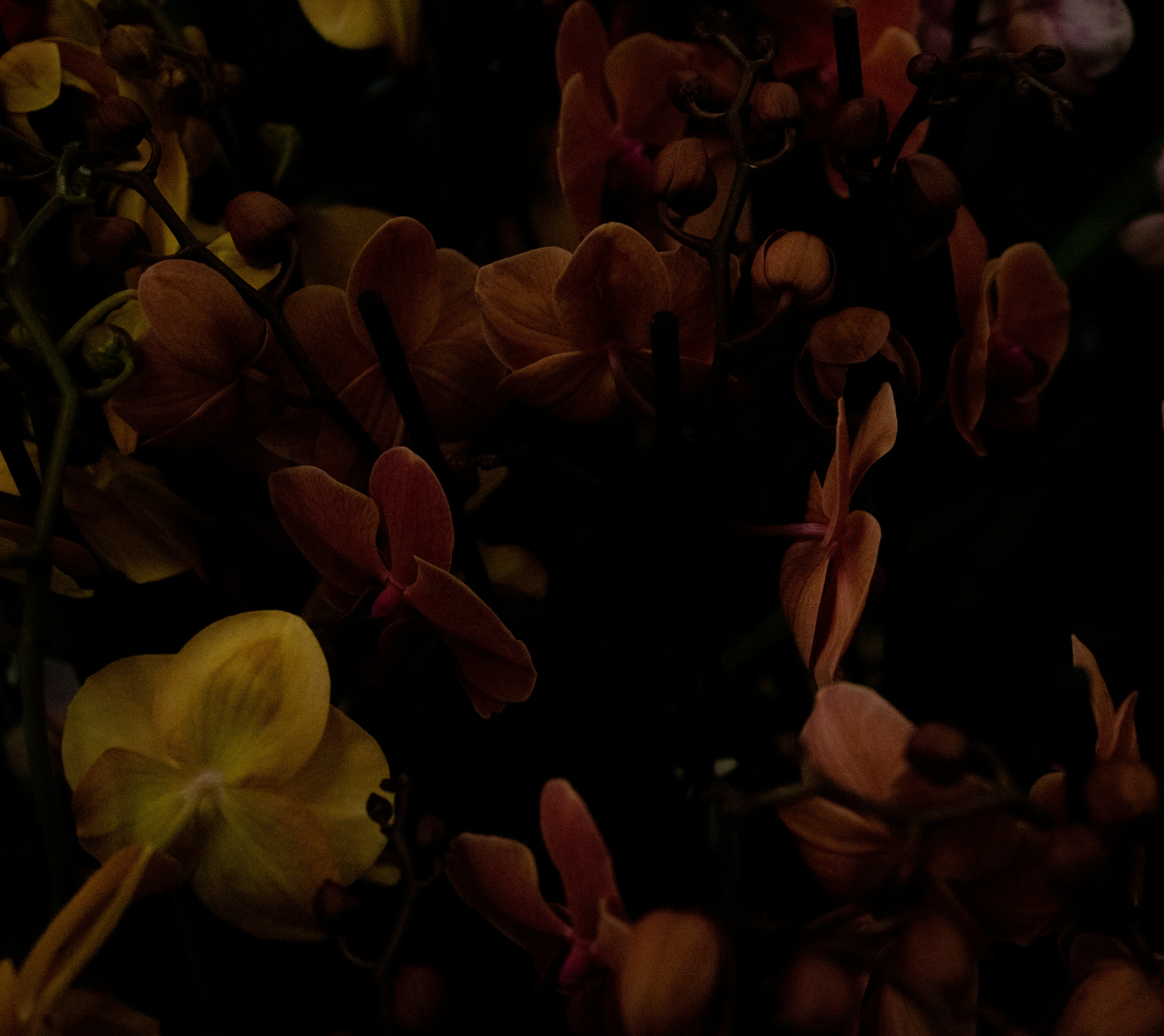 Photo by rodrig_moss