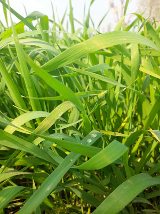 A close-up of vibrant green grass blades with morning dew sparkling under soft sunlight.
