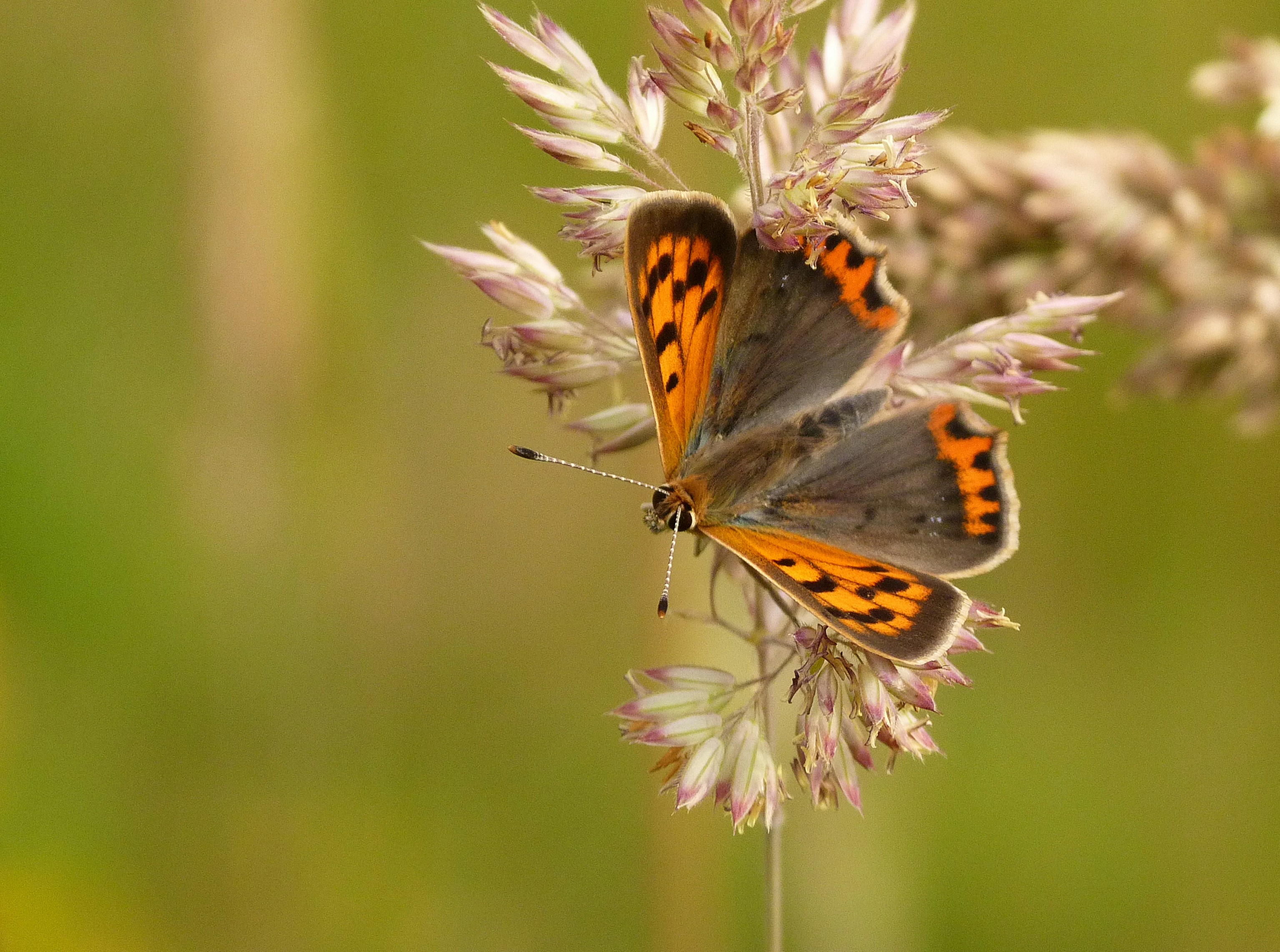 Photo by les_attridge