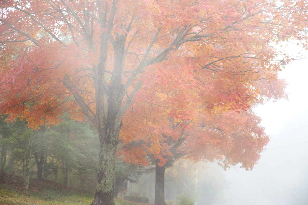 brown trees near body of water during daytime