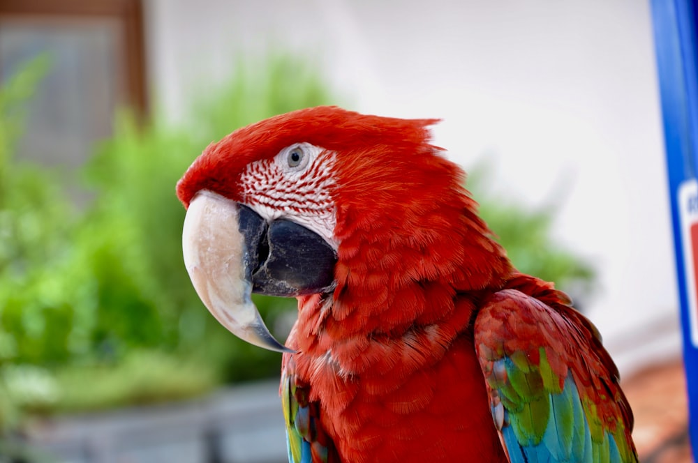 red blue and yellow macaw