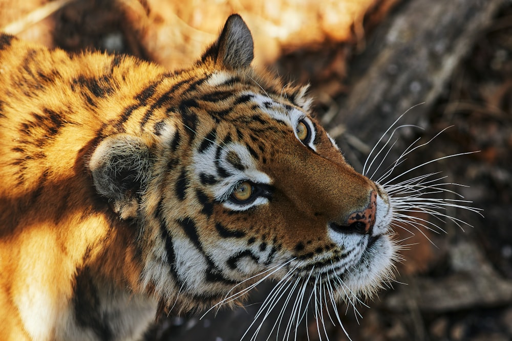 brown and black tiger lying on brown rock