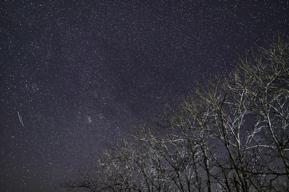 bare tree under starry night