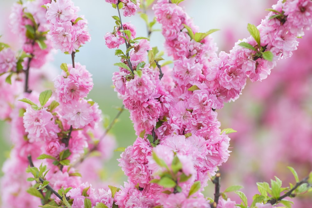 pink flowers in tilt shift lens