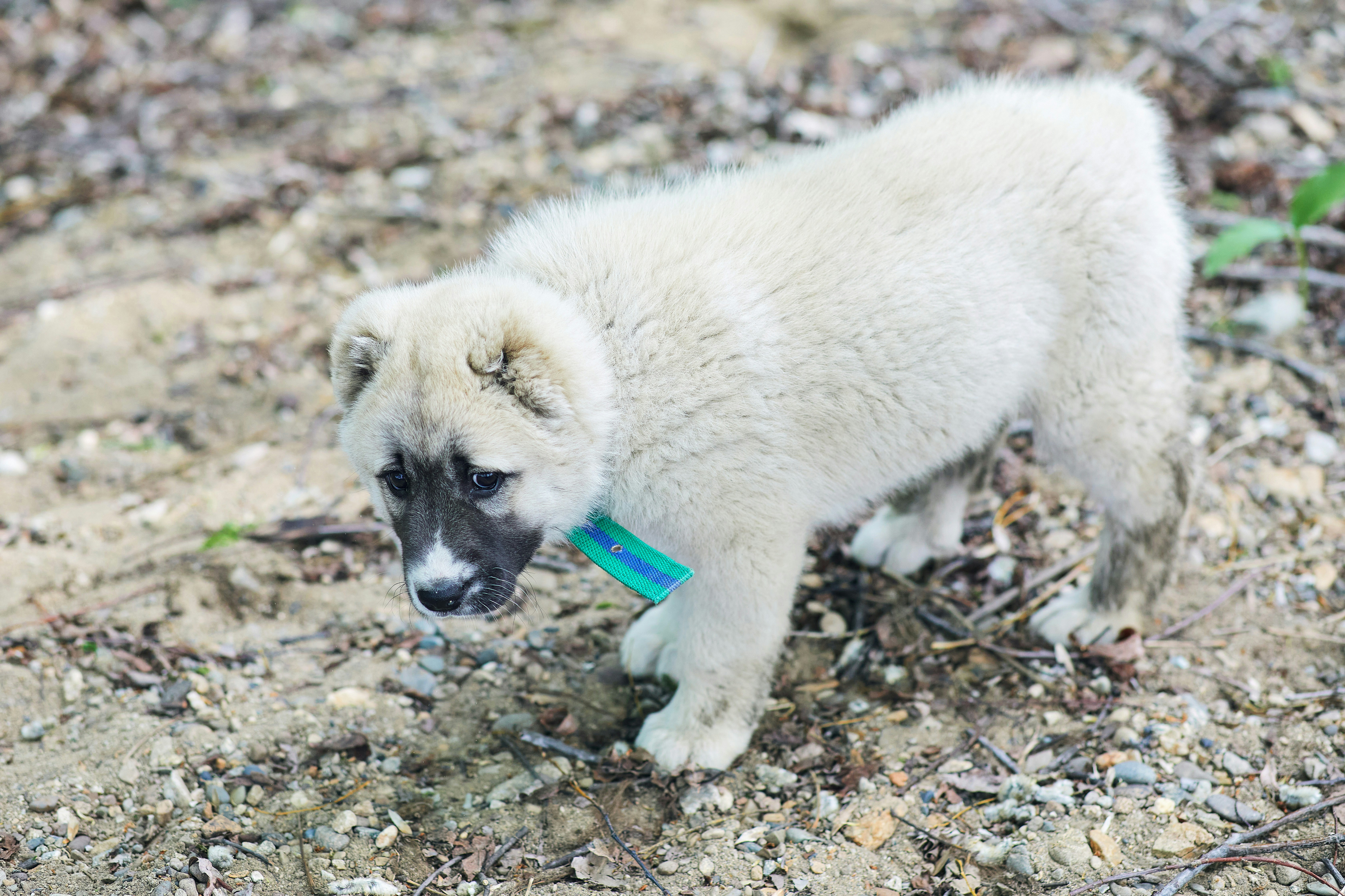 Preventing Mango Worms in Dogs