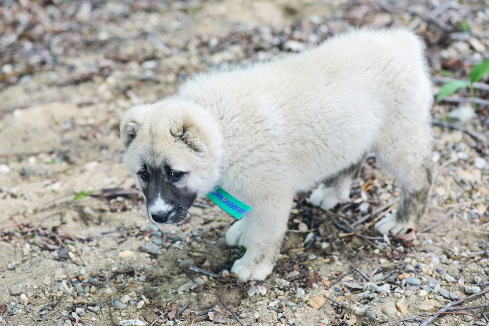 white short coated dog with blue leash