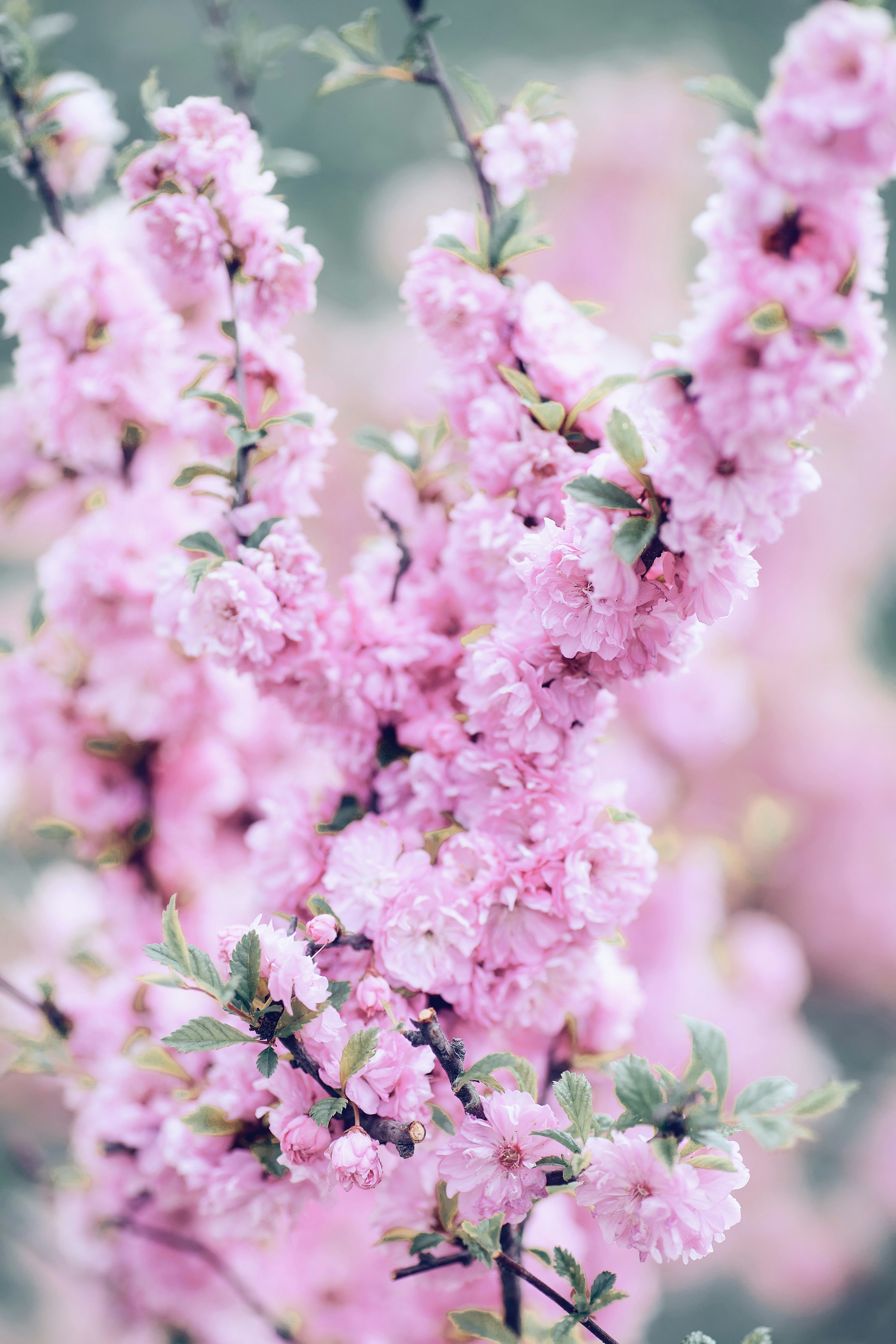 pink flowers in tilt shift lens