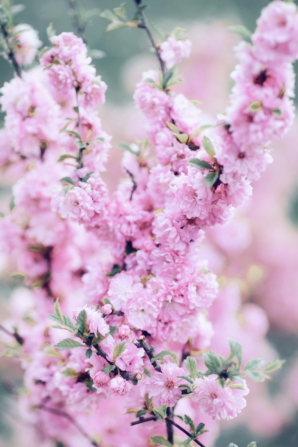 pink flowers in tilt shift lens