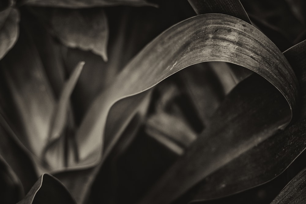 green leaf plant in close up photography