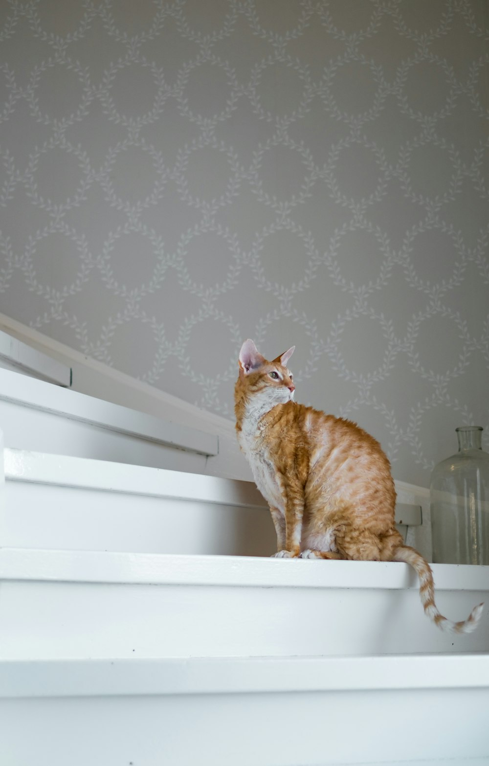 gato atigrado naranja sobre mesa de madera blanca