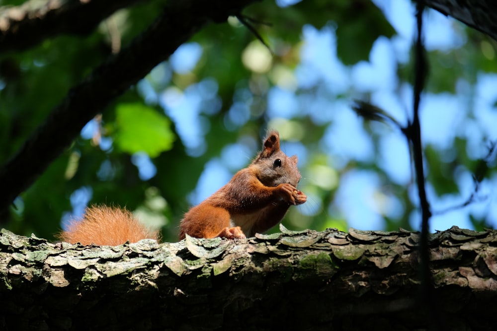 brown squirrel on tree branch during daytime