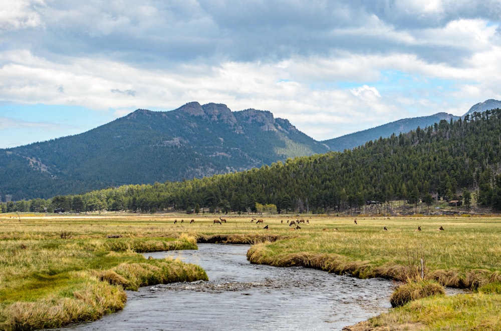 green grass field near lake and mountain under white clouds and blue sky during daytime