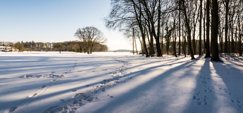 bare trees on snow covered ground under blue sky during daytime