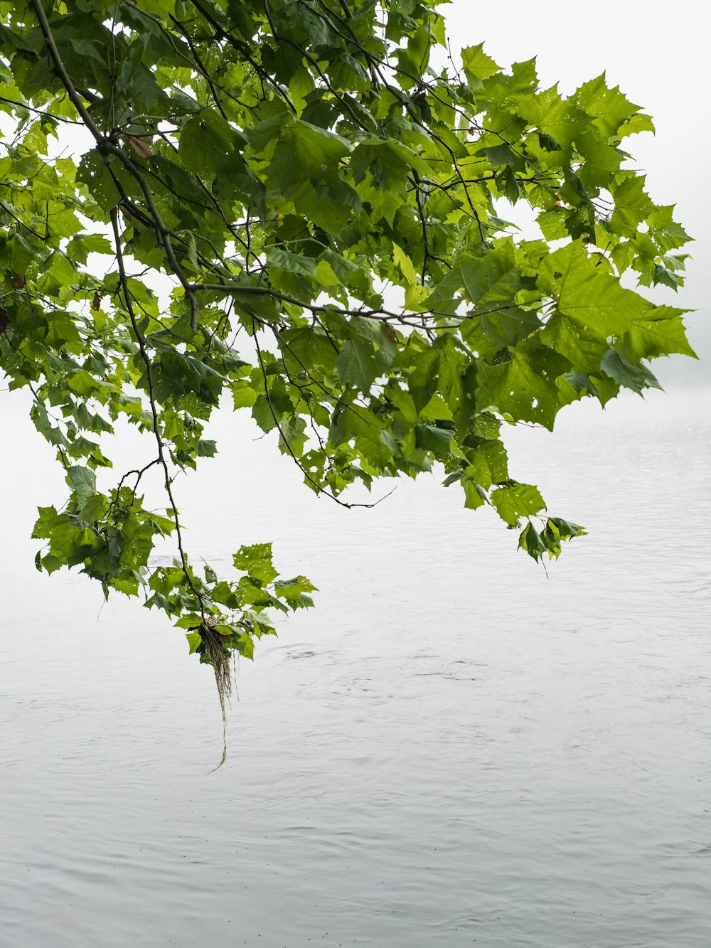 green leaf tree near body of water during daytime