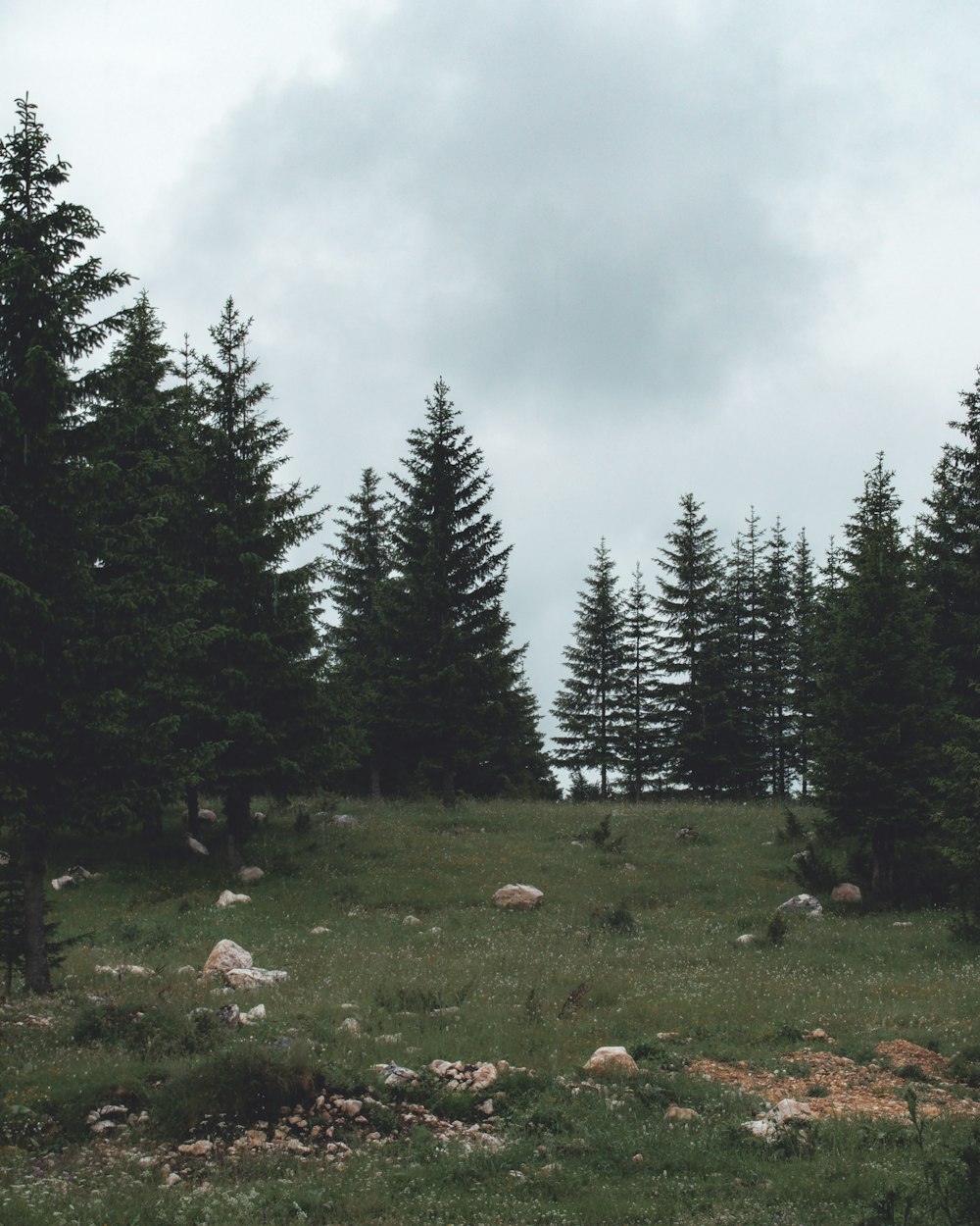 green pine trees under white clouds