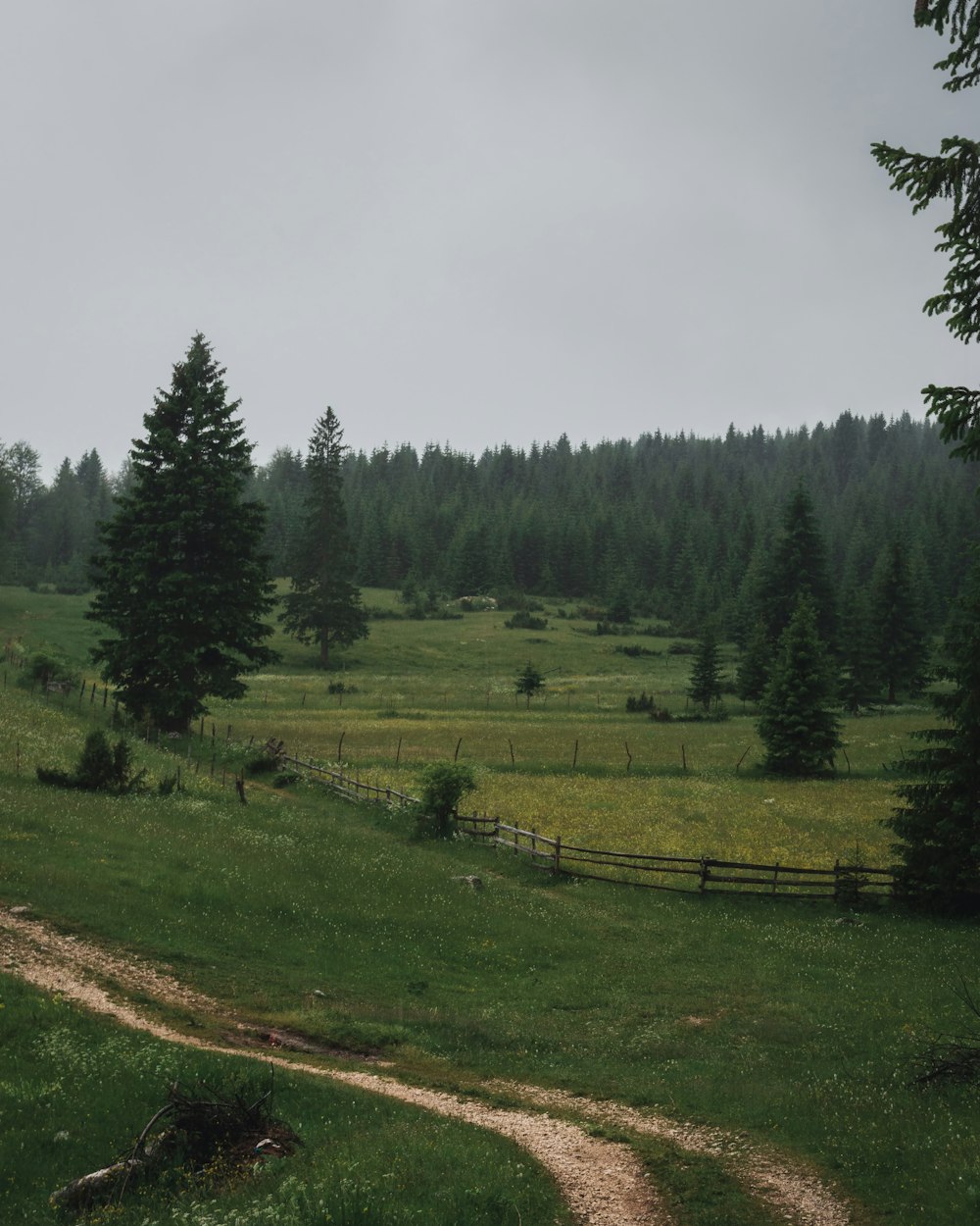 green grass field with trees under white sky during daytime