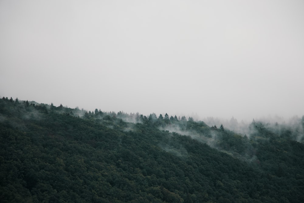 árboles verdes cubiertos de niebla