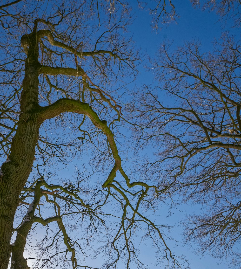 brauner kahler Baum unter blauem Himmel tagsüber