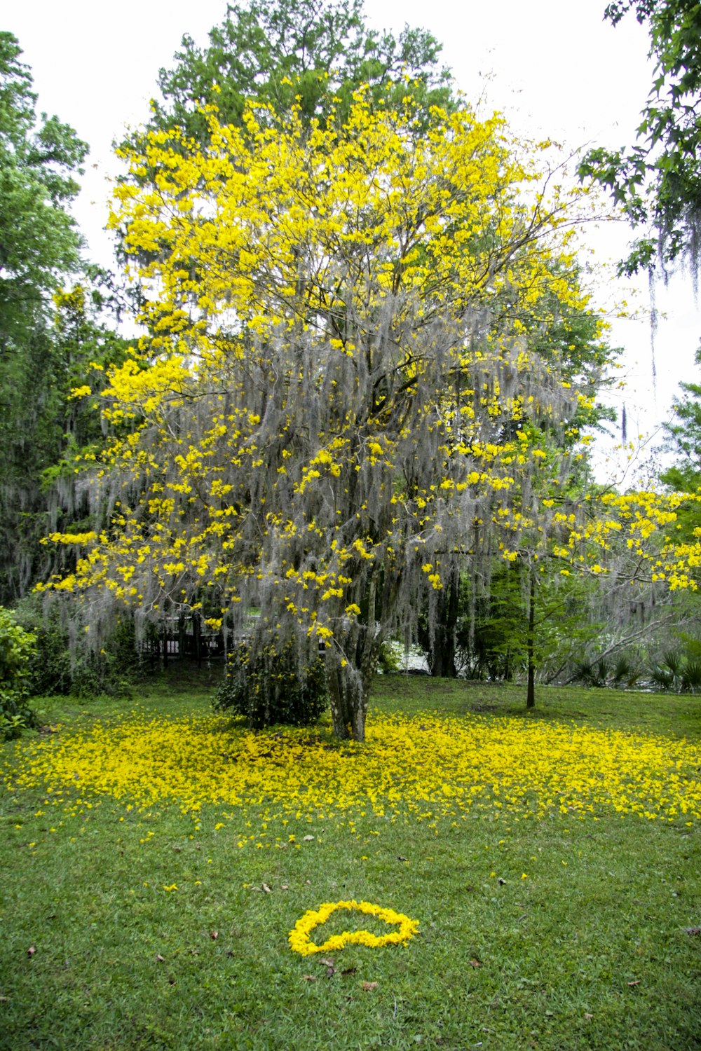 Campo de hierba verde con árboles verdes