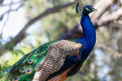 blue peacock in tilt shift lens brilliant google meet background