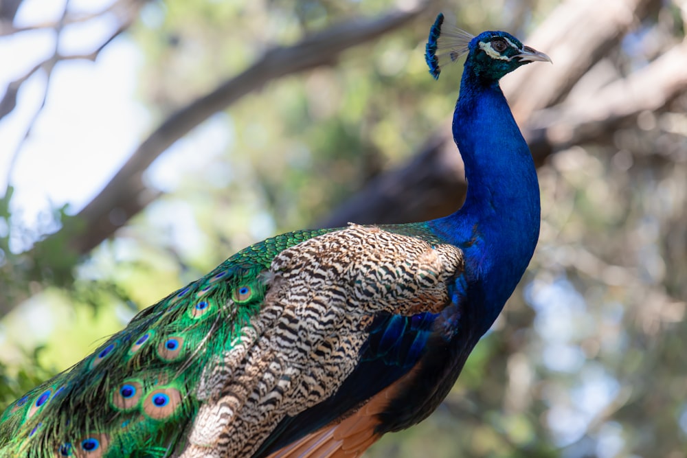 blue peacock in tilt shift lens