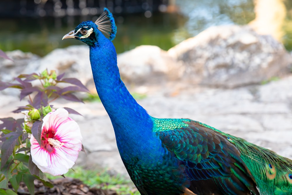 blue peacock in close up photography