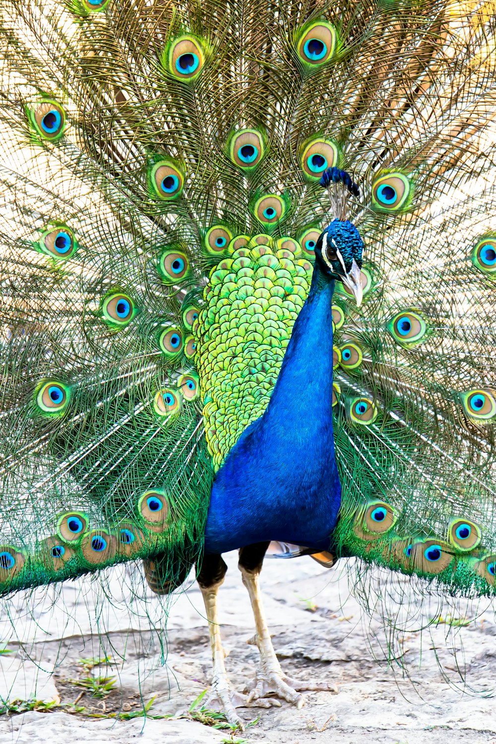 pavo real azul, verde y marrón