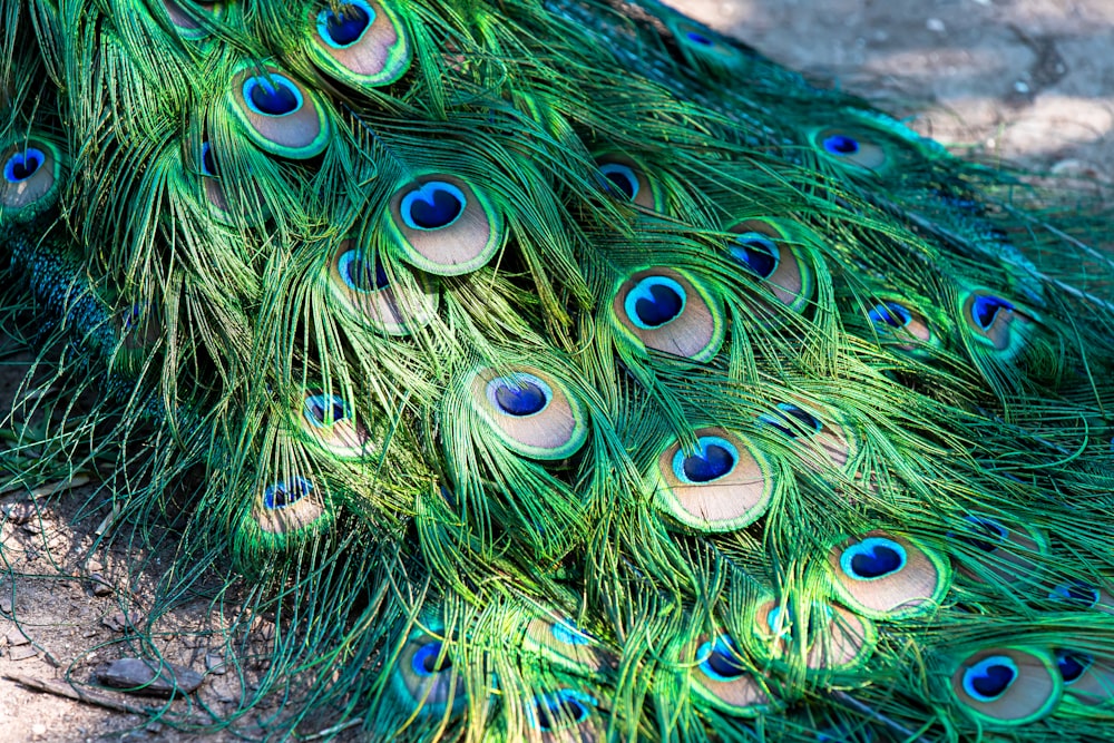 blue green and brown peacock feather