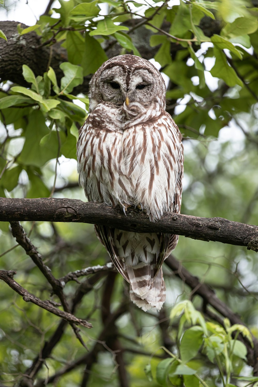 brown and white owl on tree branch during daytime