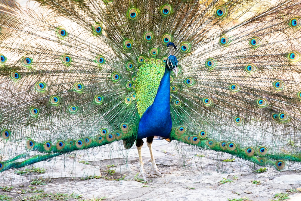 blue peacock on brown grass field during daytime