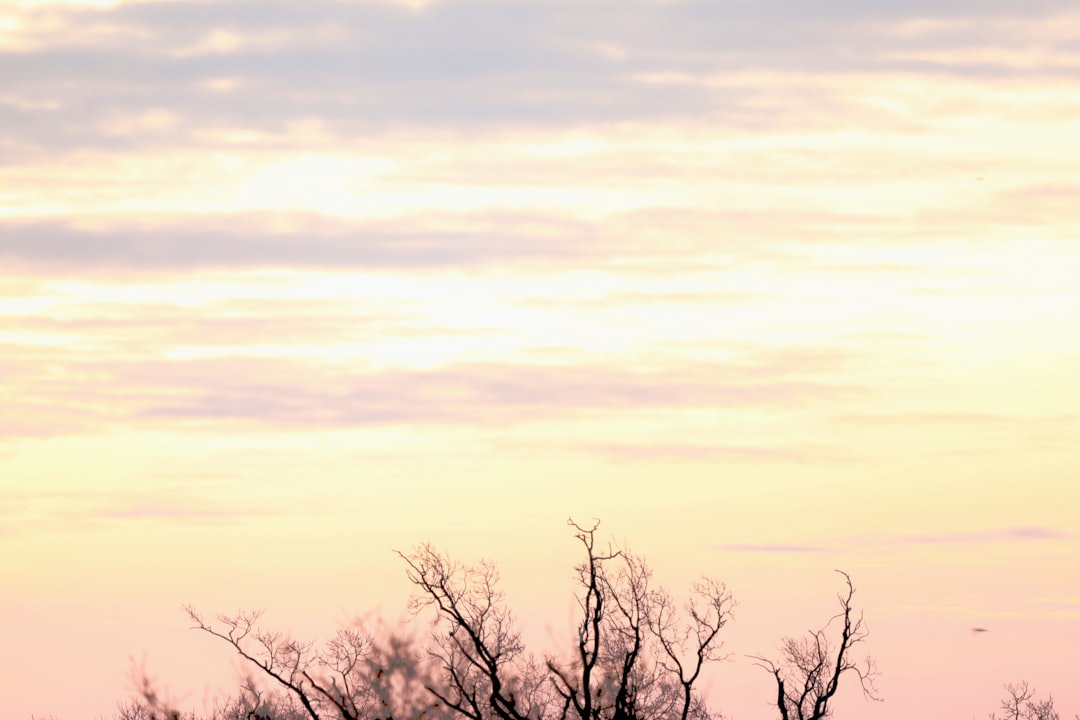 leafless tree under white clouds