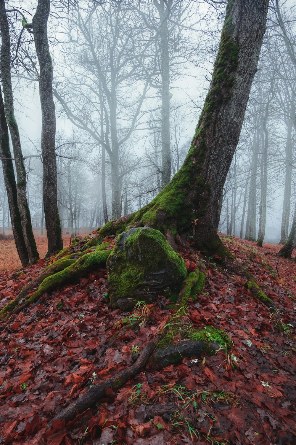 brown tree trunk on forest during daytime